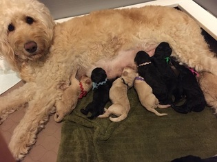 Goldendoodle Puppy for sale in SPRINGFIELD, IL, USA