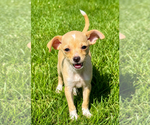 Small #1 Chihuahua