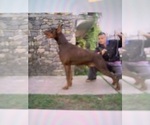 Small #8 Doberman Pinscher