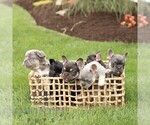 Small #1 French Bulldog