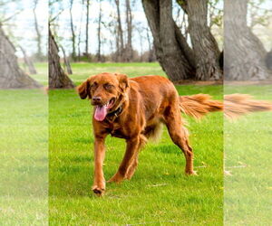 June Carter - Female Golden Shepherd Dog for Adoption - Photo #5