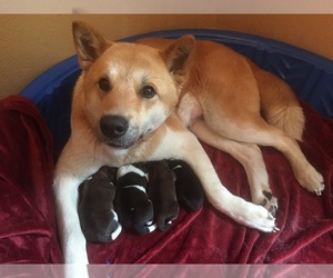 Mother of the Akita puppies born on 06/09/2019