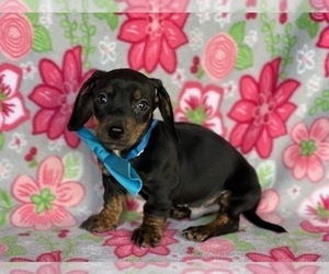 Dachshund Puppy for sale in LANCASTER, PA, USA