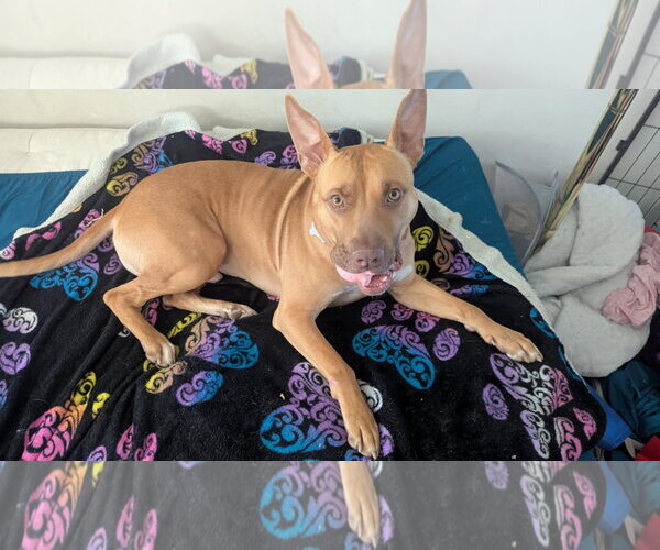 Medium Photo #9 Carolina Dog-Pharaoh Hound Mix Puppy For Sale in Rockaway, NJ, USA