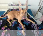 Small #8 Carolina Dog-Pharaoh Hound Mix