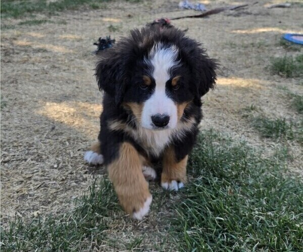 Medium Photo #2 Bernese Mountain Dog Puppy For Sale in SALMON, ID, USA