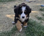 Small #1 Bernese Mountain Dog