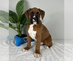 Small Photo #6 Boxer Puppy For Sale in FRANKLIN, IN, USA
