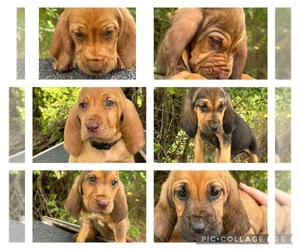 Bloodhound Puppy for sale in CULLODEN, GA, USA