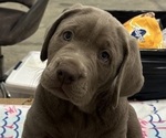 Puppy Prince Labrador Retriever