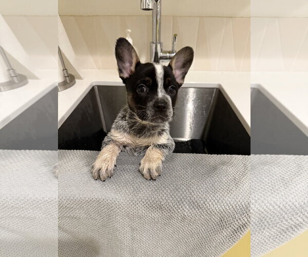 Medium Photo #3 French Bulldog-Unknown Mix Puppy For Sale in St. Louis Park, MN, USA