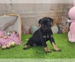 Goldie 2025 F2 - Female Catahoula Leopard Dog Puppy for Sale - Photo #9