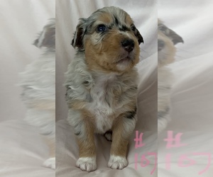 Australian Shepherd Puppy for sale in SUNNYVALE, CA, USA