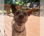 Small #8 Chihuahua-Retriever  Mix
