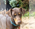 Small #2 Doberman Pinscher Mix
