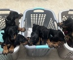 Small Photo #1 Doberman Pinscher Puppy For Sale in NEW KENT, VA, USA