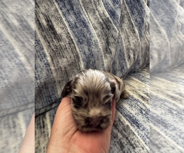 Medium Photo #1 Cocker Spaniel Puppy For Sale in MARTIN, GA, USA
