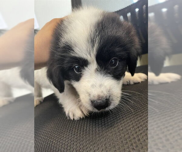 Medium Photo #1 Great Pyrenees-Unknown Mix Puppy For Sale in Plano, TX, USA