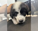 Small Great Pyrenees Mix