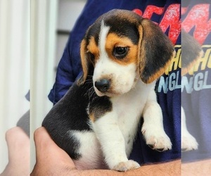 Beagle Puppy for sale in VESTAL, NY, USA