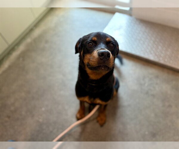 Medium Photo #1 Rottweiler Puppy For Sale in Tavares, FL, USA