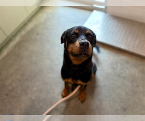 Rottweiler Dogs for adoption in Tavares, FL, USA