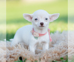 Puppy Chica Chihuahua