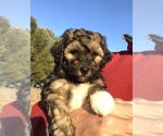Small Photo #6 Shih-Poo Puppy For Sale in BOWLING GREEN, KY, USA