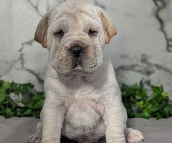 Medium Photo #3 Cocker-Pei Puppy For Sale in GOSHEN, IN, USA