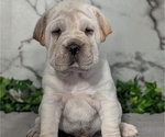 Small #2 Cocker-Pei