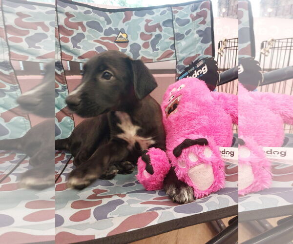 Medium Photo #3 Catahoula Leopard Dog-Labrador Retriever Mix Puppy For Sale in Sanford, FL, USA