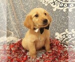 Small Photo #4 Golden Retriever Puppy For Sale in NORWOOD, MO, USA
