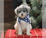 Small Photo #5 Poodle (Miniature) Puppy For Sale in EAST EARL, PA, USA