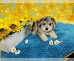 Small Photo #5 Goldendoodle-Poodle (Toy) Mix Puppy For Sale in COLORADO SPRINGS, CO, USA