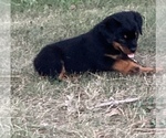 Small Photo #2 Rottweiler Puppy For Sale in REMER, MN, USA