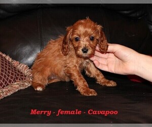 Cavapoo (Miniature) Puppy for sale in CLARKRANGE, TN, USA