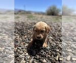 Puppy Anna Golden Retriever