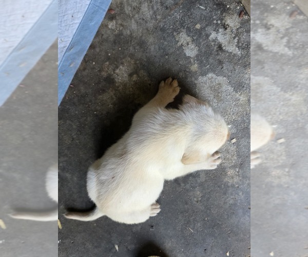 Medium Photo #23 Labrador Retriever Puppy For Sale in REXFORD, NY, USA