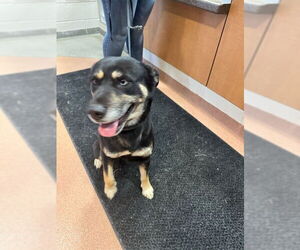 German Shepherd Dog-Unknown Mix Dogs for adoption in Ogden, UT, USA