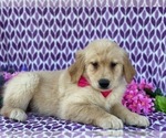 Small #1 Golden Retriever