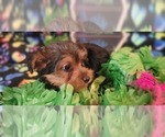 Small Photo #15 Yorkshire Terrier Puppy For Sale in AKRON, OH, USA
