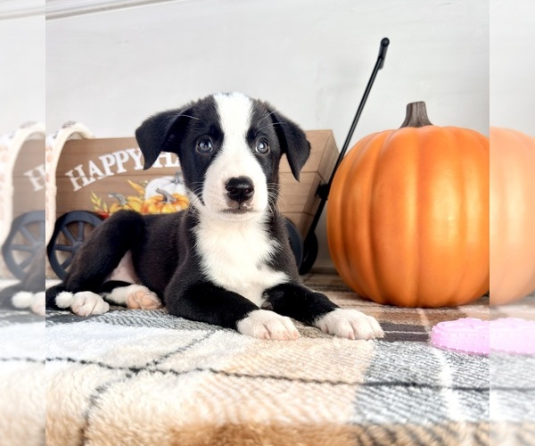 Medium Photo #1 Border Collie Puppy For Sale in GREENFIELD, IN, USA