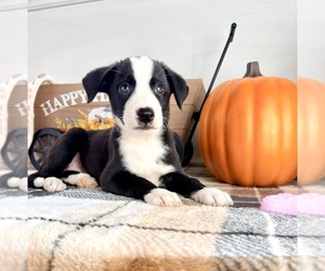 Border Collie Puppy for sale in GREENFIELD, IN, USA