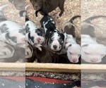 Small Photo #1 Alapaha Blue Blood Bulldog Puppy For Sale in HAMILTON, NJ, USA