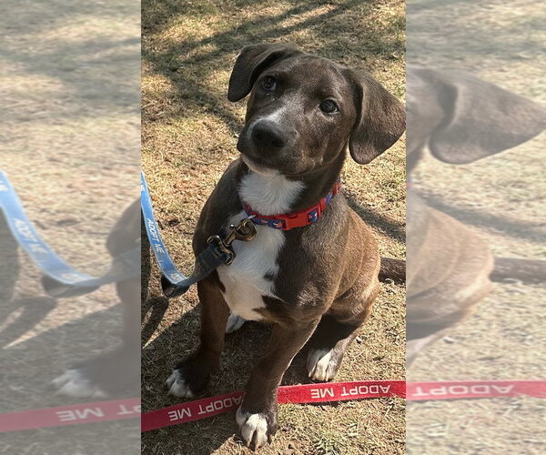 Medium Photo #4 Mutt Puppy For Sale in Gloversville, NY, USA