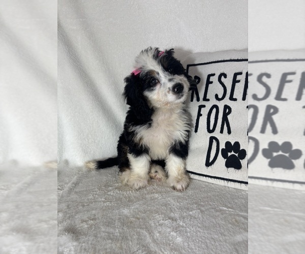 Medium Photo #3 Bernedoodle Puppy For Sale in GREENFIELD, IN, USA