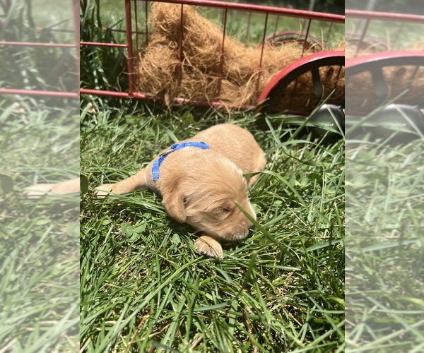 Medium Photo #5 Golden Retriever Puppy For Sale in NEOLA, WV, USA