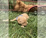 Small #4 Golden Retriever
