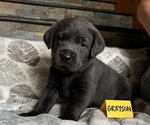 Puppy Grayson Labrador Retriever