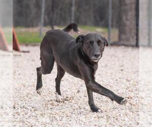 Labrador Retriever Dogs for adoption in Waco, TX, USA